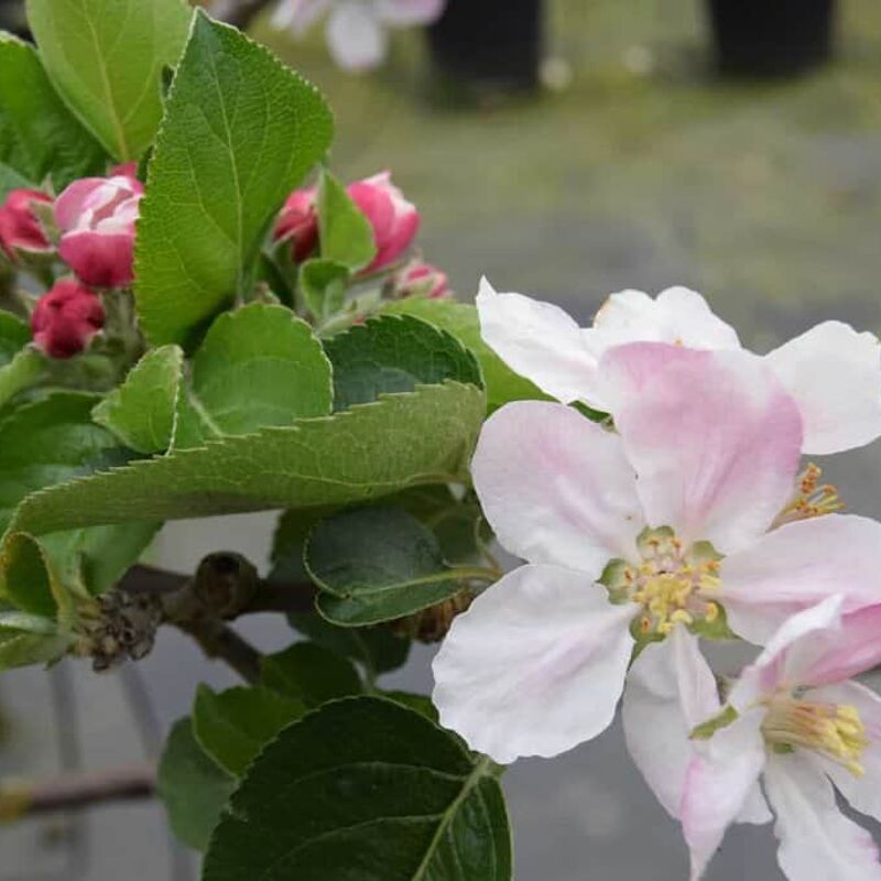 Malus domestica 'Bramley's Seedling' (C) 125-150 cm